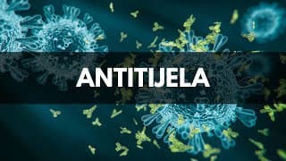 Imunologija: Struktura antitijela