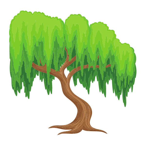 vrba, salix alba