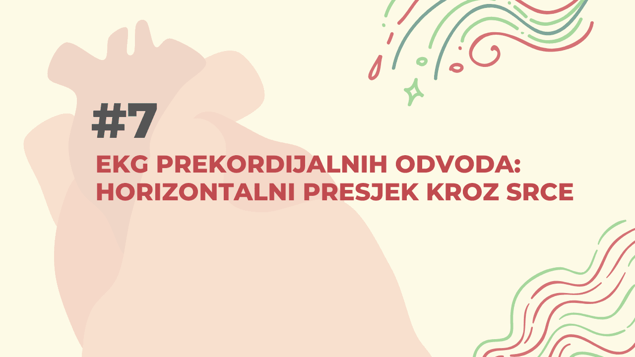 EKG prekordijalnih odvoda: horizontalni presjek kroz srce