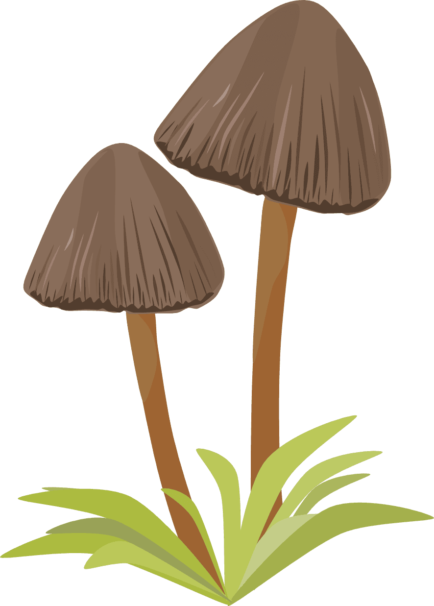 Psilocybe semilanceata (vatramedicine.com)