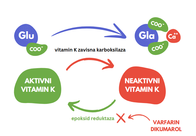 Uloga vitamina K u stvaranju faktora koagulacije