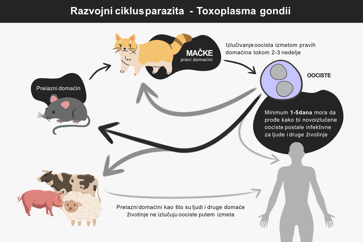 Razvojni ciklus parazita - Toxoplasma gondii