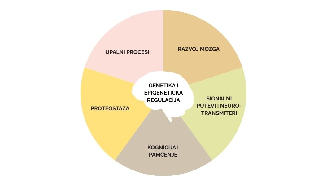 Slika 1. Način na koji hrana djeluje na mozak (prilagođeno prema Ekstrand et al., 2020)
