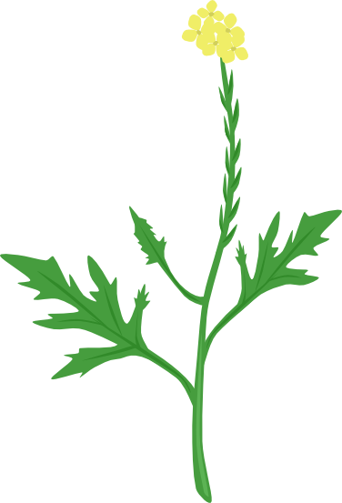 Sisymbrium officinale, strižuša, trava pevača