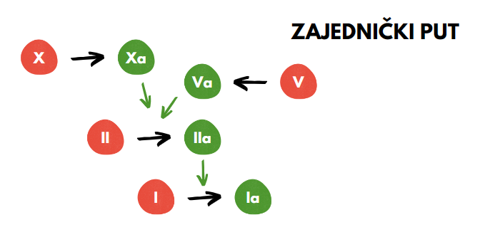 zajednički put koagulacije