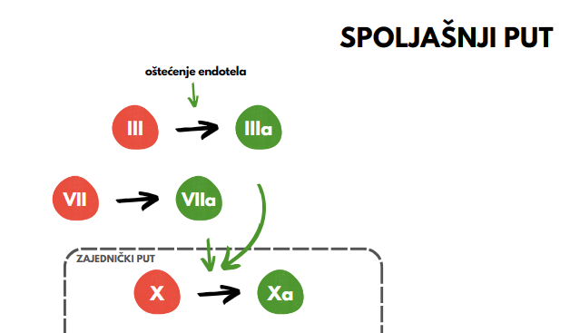 spoljašnji put koagulacije