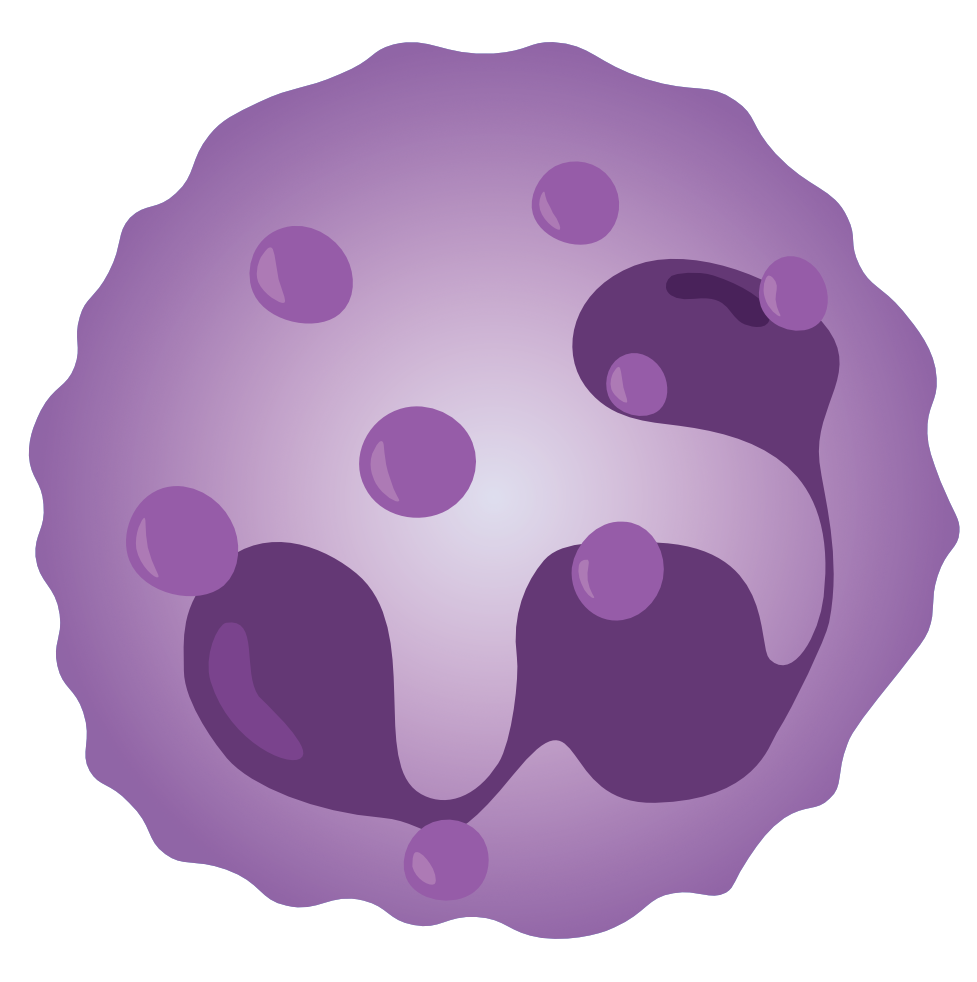 neutrofilni granulocit
