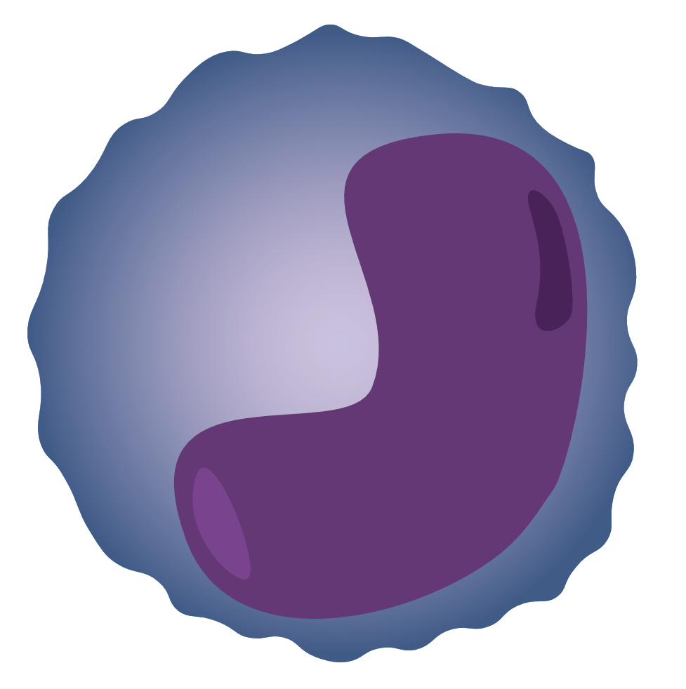 monocit