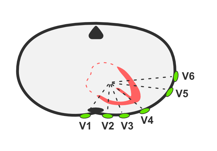 ekg: prekordijalni odvodi