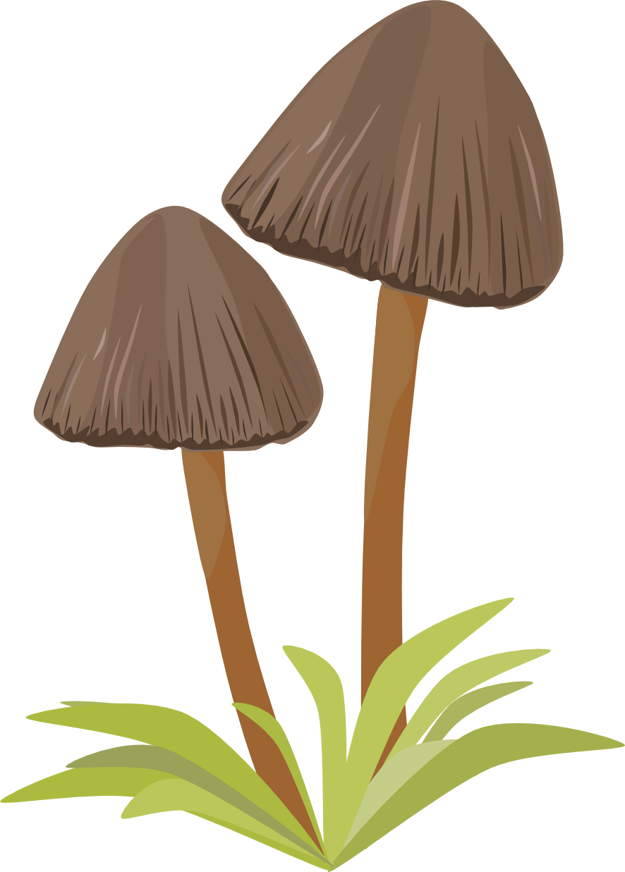 Psilocybe semilanceata (vatramedicine.com)
