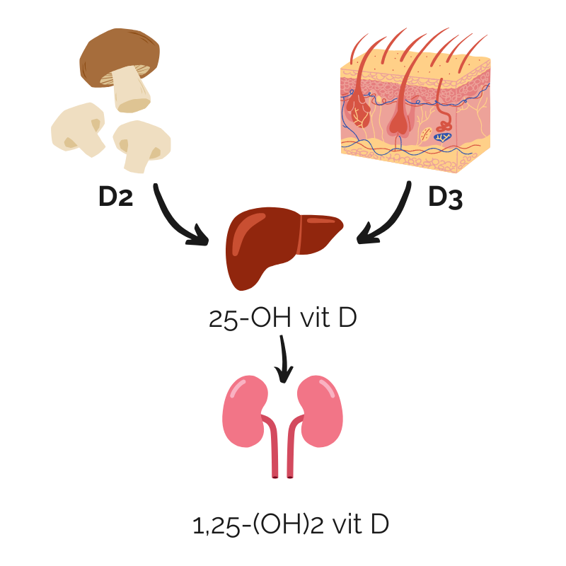 Aktivacija vitamina D (vatramedicine.com)