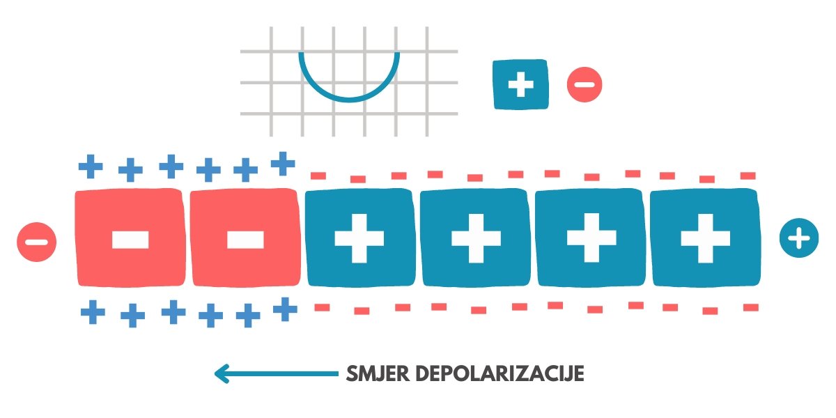 EKG, depolarizacija ćelija