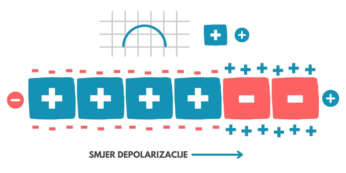 EKG, depolarizacija ćelija
